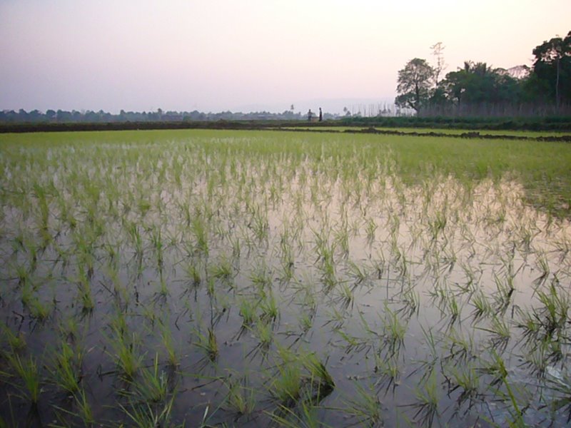 Travel - Myanmar - Inle Lake - First Boat Trip - The boat-drivers village - Rice and Cigars